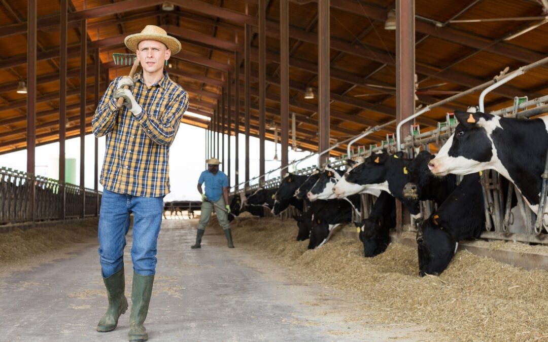 A man on a dairy farm with a rake over his shoulder looks out of a barn with cows beside him and another man working behind him to rake hay.